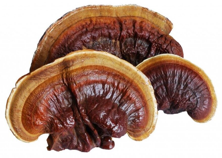 Το Magicoa περιέχει μανιτάρι Reishi